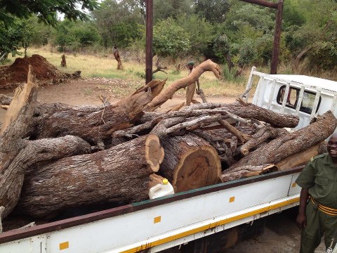 Wood poachers caught in national park